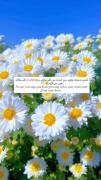 میان تمام نداشته هایم هنوز خودی دارم که سرسختانه پای من ایستاده🥲❤️‍