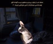 دقیقا منم/ د مشتی نگاه میکنی ولی فالو نمیکنی