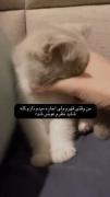 اگه نازم کنی .... آشتی میکنم🎀🤗