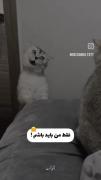 ببین و توجه کنننن . یادتتتت نلههههه!