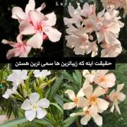 بله....حقیقت این است:)🌷🪷🏵🌸