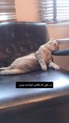 وای چقدر خوبه این گربههههه🤣🤣