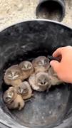 (صمد و ممد 😂😂😂) اگه خوشتون اومد لایک و دنبال یادتون نره ❤️🐱