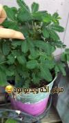 مرض اگه ویدیو بود 😂طنز.خنده..
