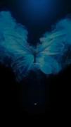 🦋🖤..........................
