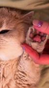 Cats are cutest animal in the world 🐾