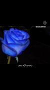 برای عشقای من خوشگلای من دوستون دارم 💅🏻