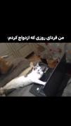 شرمندتم شوهر آینده‌‌‌‌‌‌‌‌‌‌‌‌‌