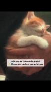 اگه پیشی داشتم ادمارو دوست نداشتم🙂