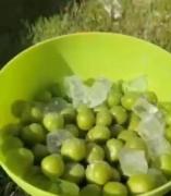 فقط صداششششش، کی فصلش میرسه ؟ اگه رسید دعوتتون می کنم باهم بخوریم 🤤
