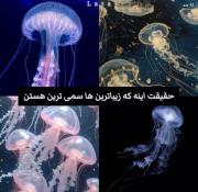 زیباترین ها سمی ترینن‌‌‌‌‌‌‌‌‌