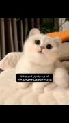 متن رفقانه هوشمل روی ویدیو پیشی کوشولو