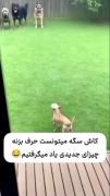 بیچاره سگ اگه میتونست حرف بزنه 😂