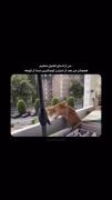 فوضولیم گل کرده دیگه چیکار کنم دست خودم نیس😐