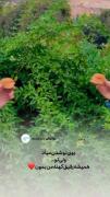 دخترانه برای مناسبت رفیق بودن🥰