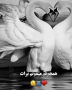 همچو قو میمونم برات 🦢💕n