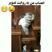 طنز حیوانات _دعوا_گربه_خنده_🤣🤣