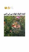 ایده کیک بی تی اس و علامت به بی تی اس