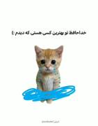 آخی گربه دلش برات تنگ میشه😔🖤💔