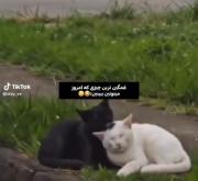 اخ اخ اخ اخ دلم برای گربه کباب شد 🤣💔