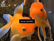 حافظه من فکر کنم آلزایمر دارم 🤣 ماهی 🐟