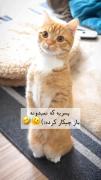 پشته هر دختره عصبانی.......... 😂😂🤌