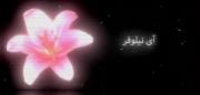 آی نیلوفر❤ . 