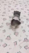 ............. cat.............