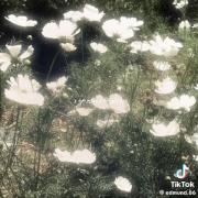 صدایی که حس بهشت رو میدهههه🌿📖