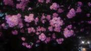 Flowers are butiful in all the things 