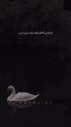 جوری که عاشق قو هام🤍🦢 ‌