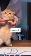 اگه متولدین ماه ها گربه میبودن: