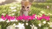 گفتم براتون یکم گورباححح بزارم