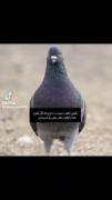 هعی رفیق باتوم من اگه کفتر بودم.....‌‌‌