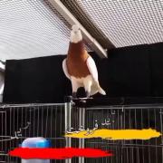 عشق شما شارژ🤳 میخوادعشق ماگندم🌾🕊