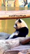 طنز، دخترانه ،سرگرمی عنوان‌ دگه ای ندارم...