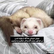 بنده موش خرمایی هستم😂👍🏻. . 