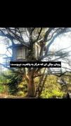 هنوزم آرزوی خونه درختی دارممم!