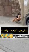 دعوا عجیب گربه ها🤣🤣اخرشششش🤣😅😂