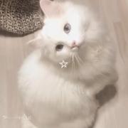 گربه دوست ها کجایین که یه ویدیو کیوت گربه آوردممم🫂⃟🐱