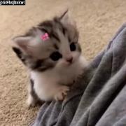 گورباح نانازو گوگولو نگاش کن چه خوشمله