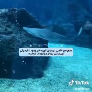🐬🐋............................