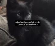 یه روز یه گربه سیاه پیدا میکنم‌‌‌...