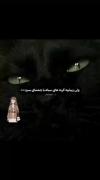 کسی هست که از گربه سیاه با چشم های سبز بدش بیاد ؟؟😍
