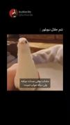 قناری؟=). .