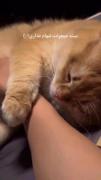 .★彡🐈🐈 مَِیَِشَِهَِ 🐈🐈彡★.