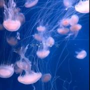 🐋🌊‌ ‌ ‌ ‌‌ ‌ ‌ ‌ ‌ ‌ ‌‌ ‌ ‌ ‌ ‌ ‌ ‌ ‌‌ ‌ ‌ ‌ ‌ ‌ ‌‌ ‌
