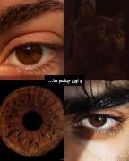 من عاشق قهوه‌ای هستم .............
