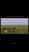 حیوانات ـ آسمان و ..............
