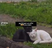 شت حاجی نمیدونستم گربه ها هم خیانت میکنن🤣🤣💔
